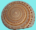 Logo de la p&aacute;gina La Caracola. Una caracola redonda en espiral.